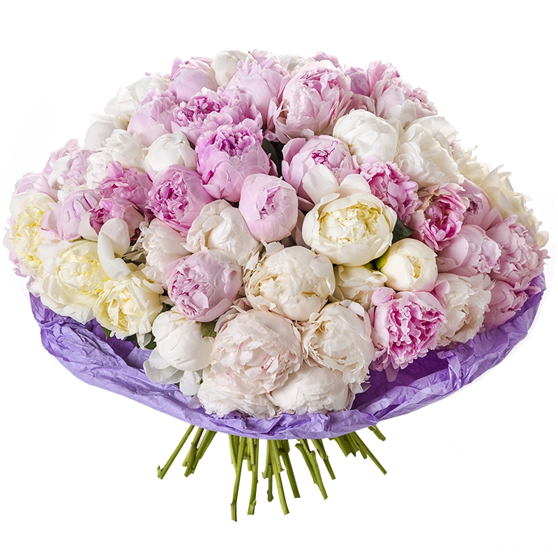 101 белый и розовый пион